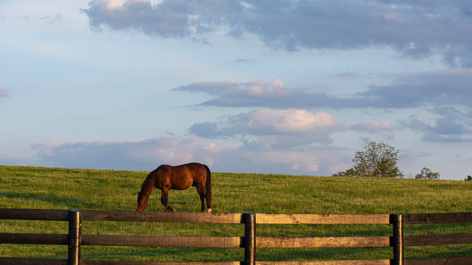 Thoroughbred grazing in KY bluegrass region Thoroughbred grazing in KY bluegrass region